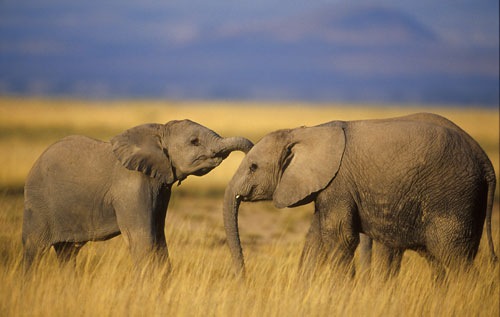 [elephants%255B2%255D.jpg]
