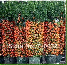 MENTIRA 15 Bonsai-Sweet-Orange-Tree-Seeds-Organic-Fruit-Tree-Seeds.jpg_220x220