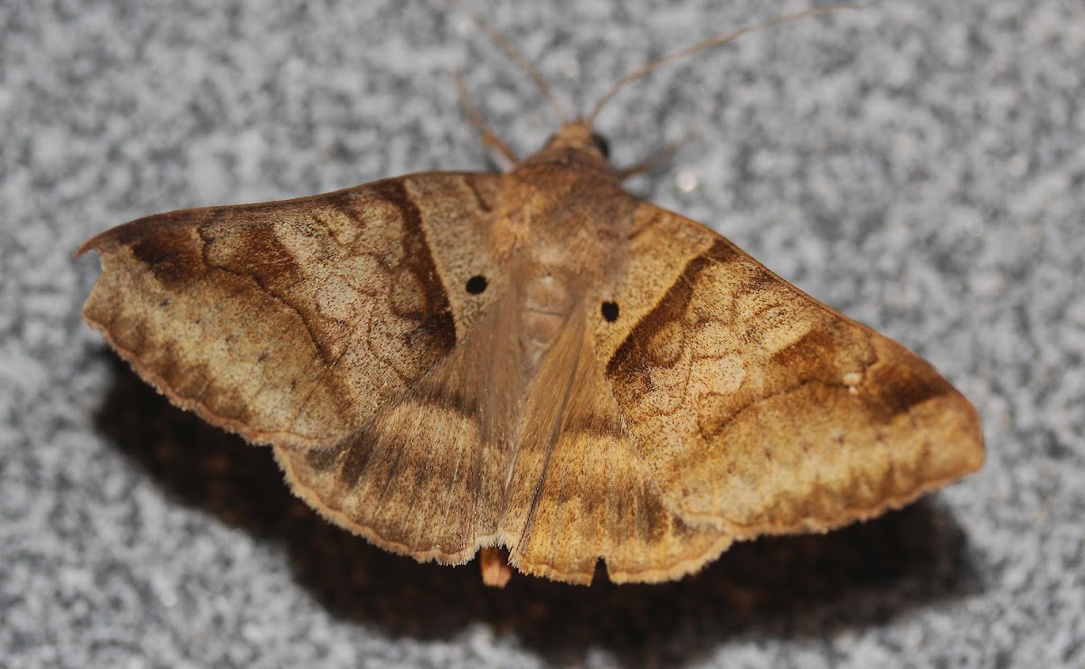 Mocis moth