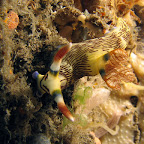 Nudibranch (Dauin, Negros)