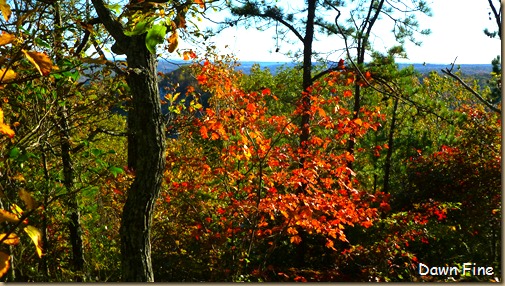 Lantern hill_033