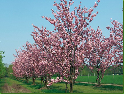 Prunus_serrulata Prunus_serrulata