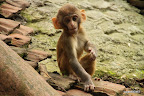 Baby monkey