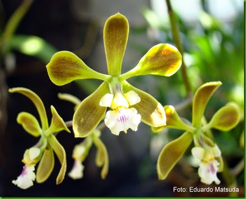 OR Encyclia oncidioides