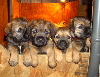 Little Darlings
Mardi - Stevie litter