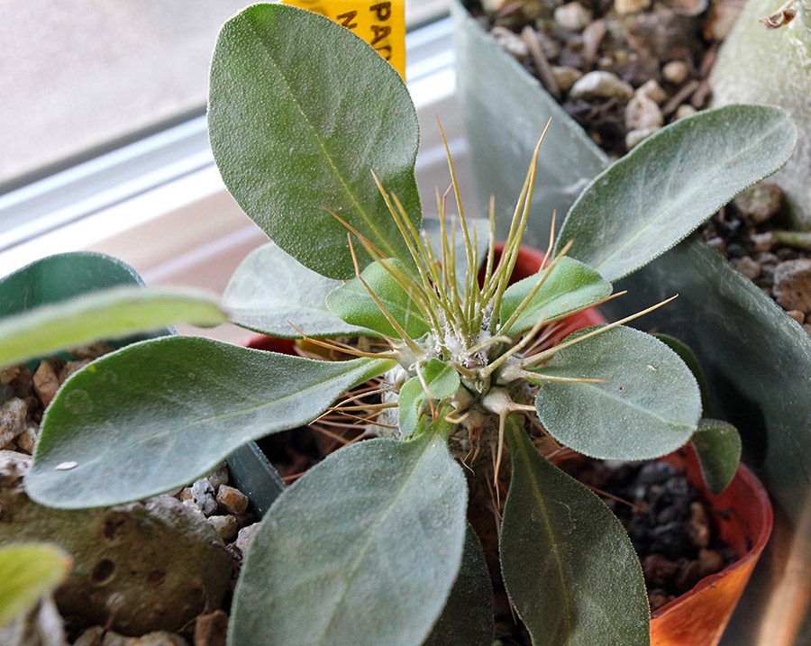 [111218_Pachypodium-namaquanum3.jpg]