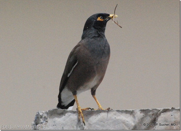 FOB Salerno Myna Bird