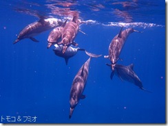ハワイ島でイルカと泳ぐドルフィンスイム ハワイ島でイルカと泳ぐドルフィンスイム
