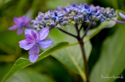 2012-07-05 2012-07-05 Kamakura 011