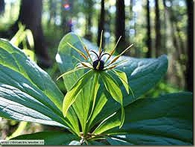paris quadrifolia