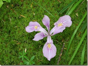 Wild iris along the path to Bridal Veil Falls