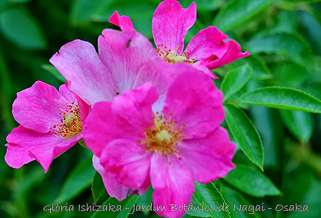 25 - Glória Ishizaka - Rosas do Jardim Botânico Nagai - Osaka