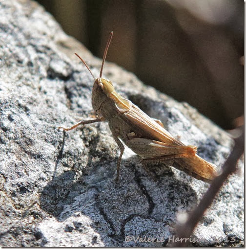 8-grasshopper