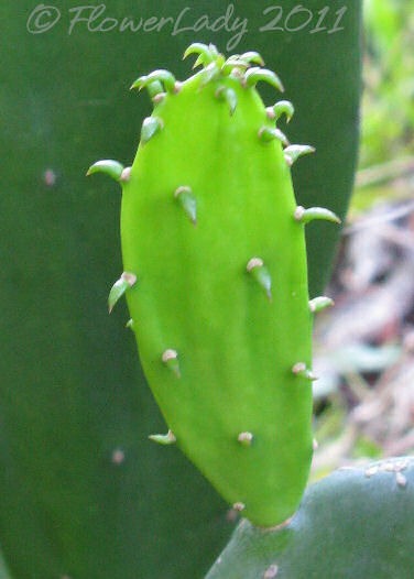 [07-15-cactus-sprout%255B3%255D.jpg]