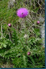 Musk_Thistle bloom Musk_Thistle bloom