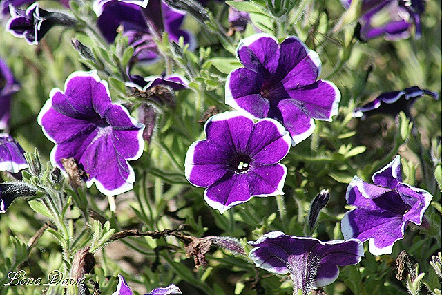 [FPC_Petunia_Rythm_and_Blues2%255B9%255D.jpg]