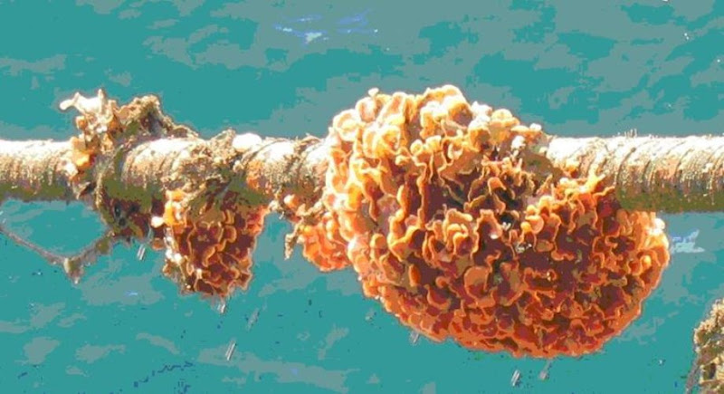 Internet Undersea World