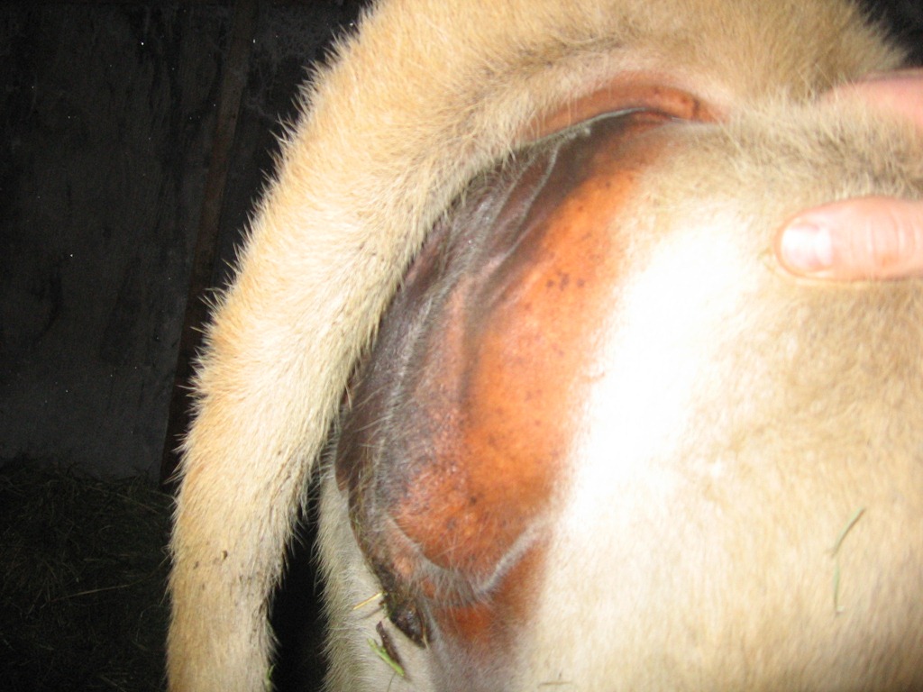 [cow%2520progress%2520002%255B4%255D.jpg]