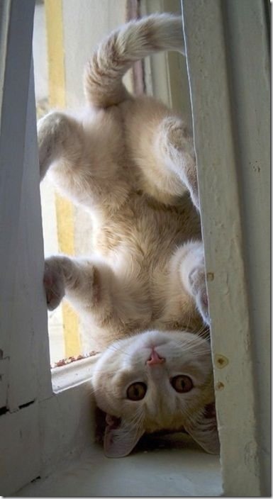 viral-picdump-pics-dfb35b