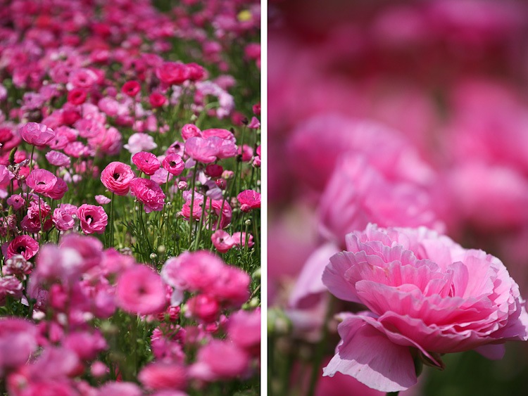 [ranunculus%2520diptych%255B5%255D.jpg]