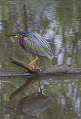 Green Heron Anahuac