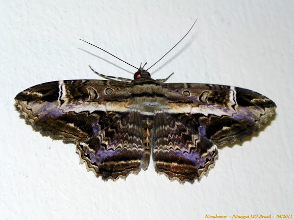 Lépidoptères de Pitangui au Minas Gerais - Noctuidae : Ophiderinae : Letis occidua (LINNAEUS, 1758), mâle. Pitangui (MG, Brésil), 10 avril 2011. Photo : Nicodemos Rosa