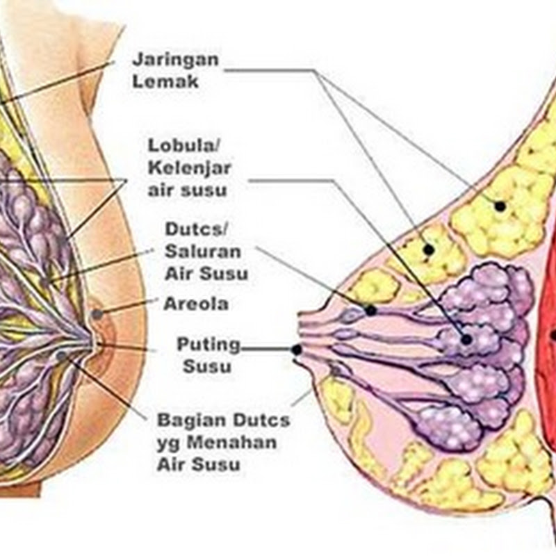 Anatomi dan Fisiologi Payudara