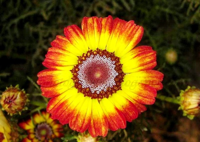 [PaintedDaisyTricolor5.jpg]