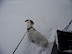 Shopper Stopper - Blizzard of '09