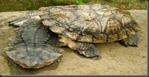 3. Mata mata (Chelus Fimbriatus) 3. Mata mata (Chelus Fimbriatus)