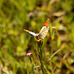IMG_0798.JPG