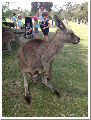 Kangaroo and Joey
