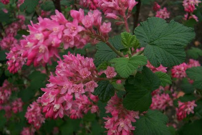 Groseillier à fleurs Faux-Cassis Ribes sanguineum