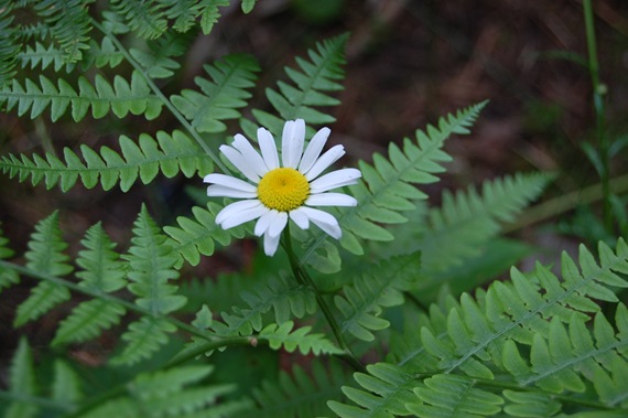[Daisy%2520and%2520fern%255B2%255D.jpg]