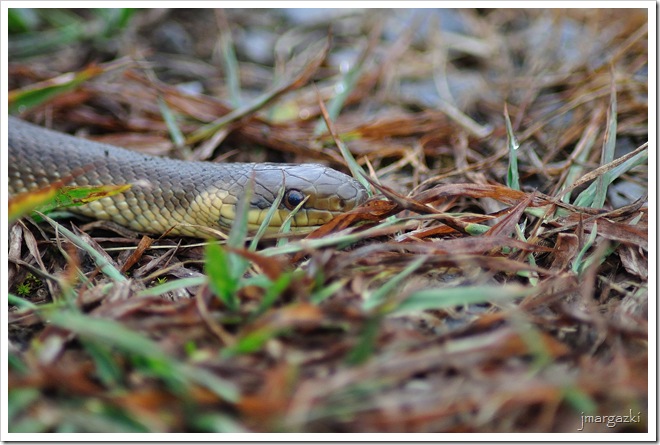 DSC_5231 DSC_5231