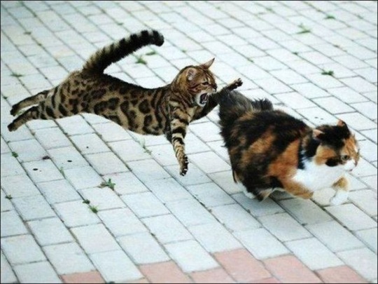 [viral-picdump-pics-d26304%255B2%255D.jpg]