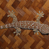 We had a massive foot-long gecko on the porch