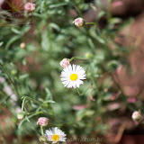 Mini flores, mas valentes!! - Palo Duro National Park - Amarillo, TX