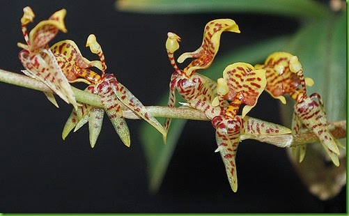 OR Sigmatostalix eliae OR Sigmatostalix eliae
