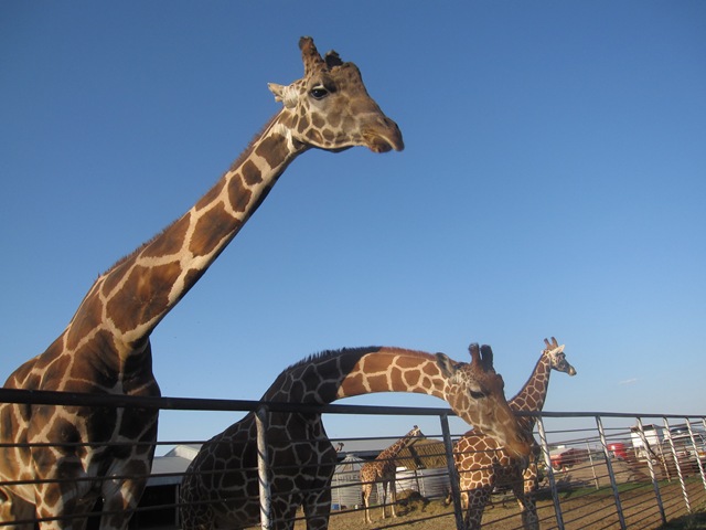 [IMG_8556%255B2%255D.jpg]