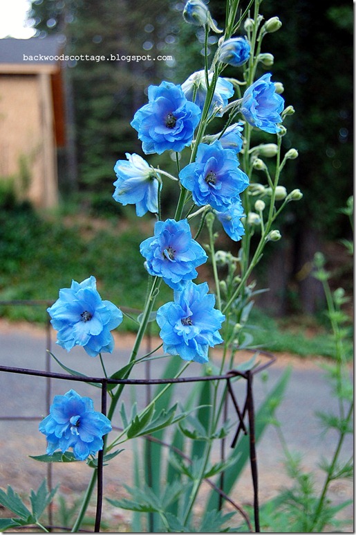brightbluedelph brightbluedelph