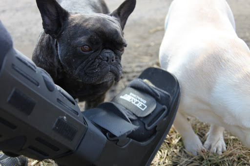Sharkey, a broken ankle is a serious issue.  Let Susie rest for now.  I, on the other hand, will be happy to chase you!  Let's go!