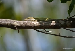 Green anole hiding