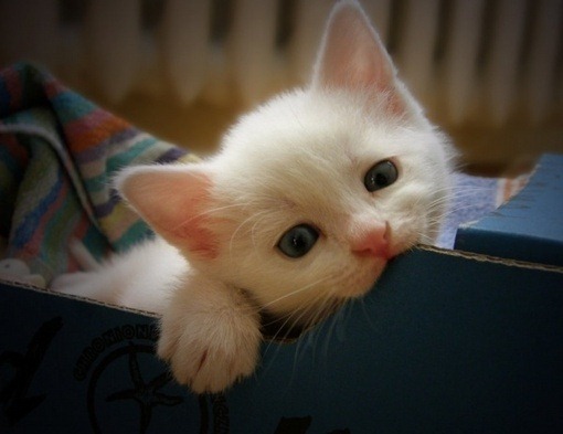 gatinho-branco2 gatinho-branco2
