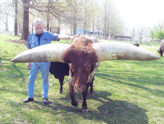 animal_has_the_largest_horns_10