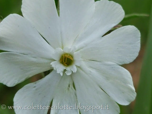 [Silene%2520alba%2520%25282%2529%255B6%255D.jpg]