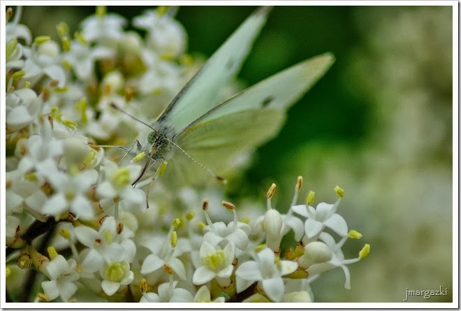 DSC_7457 DSC_7457