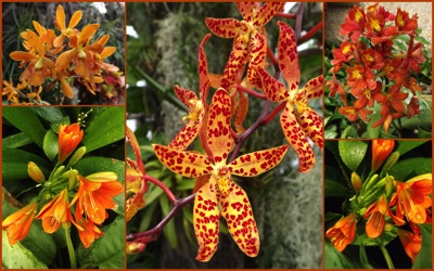 orange orchids