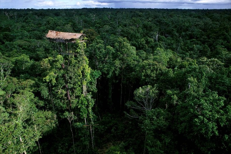 7 -  pequeñas curiosidades  Korowai-tree-house-0%25255B6%25255D