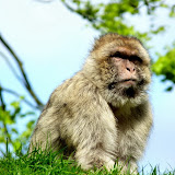Trentham May 2010